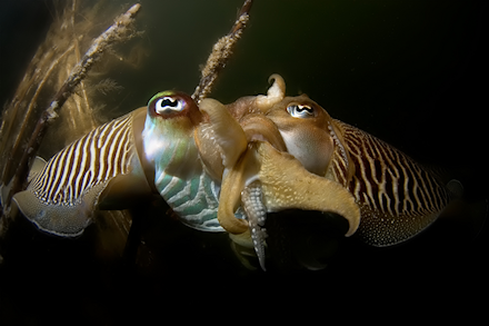 Twee inktvissen, sepia's, die u voorkomen in de Oosterschelde