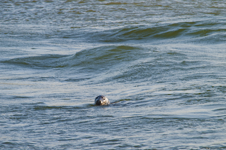 In zowel de Grevelingen als de Noordzee en Oosterschelde worden regelmatig zeehondjes gespot.